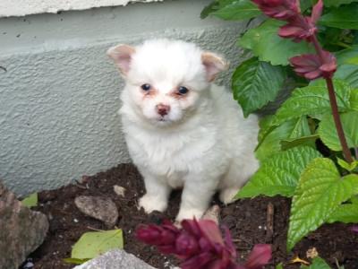 1 male Chihuahua puppy left for sale in Galway. Ready for his forever home