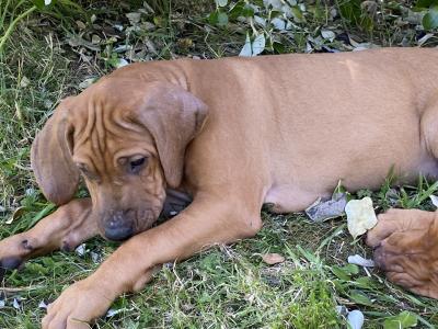 IKC Registered male wheaten Rhodesian Ridgeback puppy in Donegal