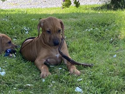 IKC Registered male wheaten Rhodesian Ridgeback puppy in Donegal