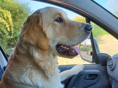 Purebred Golden Retriever puppies in Kilkenny