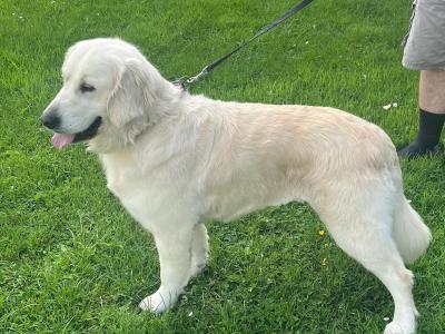 Purebred Golden Retriever puppies in Kilkenny