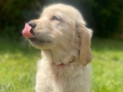 Purebred Golden Retriever puppies in Kilkenny