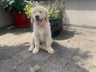 Purebred Golden Retriever puppies in Kilkenny