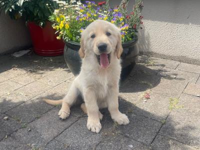 Purebred Golden Retriever puppies in Kilkenny