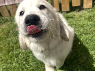 Purebred Golden Retriever puppies in Kilkenny