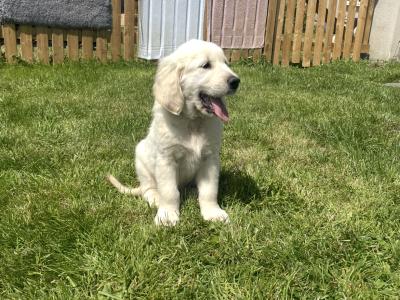Purebred Golden Retriever puppies in Kilkenny