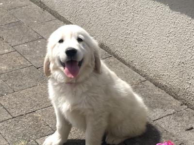 Purebred Golden Retriever puppies in Kilkenny