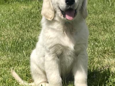 Purebred Golden Retriever puppies in Kilkenny