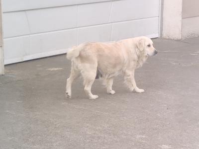 Lucy is an IKC Registered female Golden Retriever dog for sale in Tipperary
