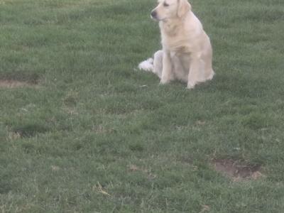 Lucy is an IKC Registered female Golden Retriever dog for sale in Tipperary