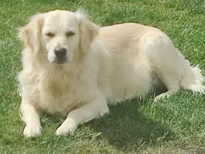 IKC Registered female Golden Retriever for sale in Tipperary