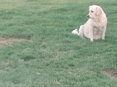 Lucy is an IKC Registered female Golden Retriever dog for sale in Tipperary