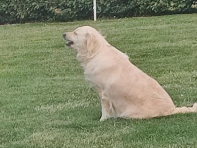 Lucy is an IKC Registered female Golden Retriever dog for sale in Tipperary