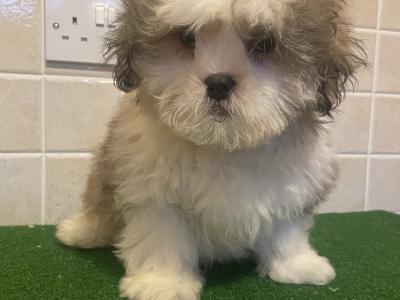 Stunning Shih Tzu puppies in Cavan