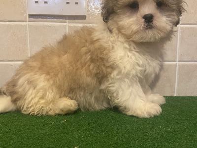 Stunning Shih Tzu puppies in Cavan