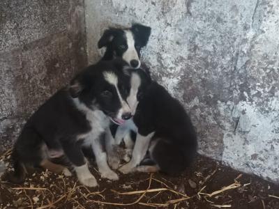 Border Collie puppies from Purebred Bitch for sale in Galway