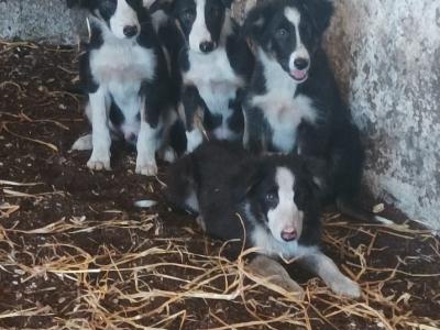 Border Collie puppies from Purebred Bitch for sale in Galway