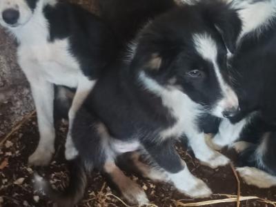 Border Collie puppies from Purebred Bitch for sale in Galway