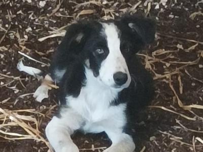 Border Collie puppies from Purebred Bitch for sale in Galway