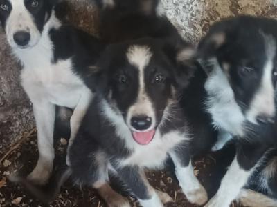 Border Collie puppies from Purebred Bitch for sale in Galway