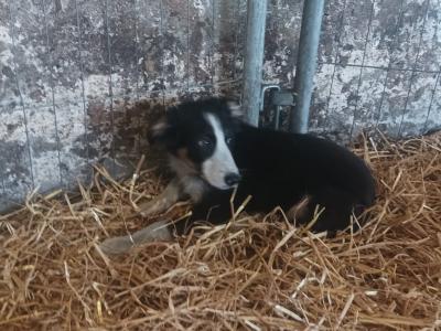 Border Collie puppies from Purebred Bitch for sale in Galway
