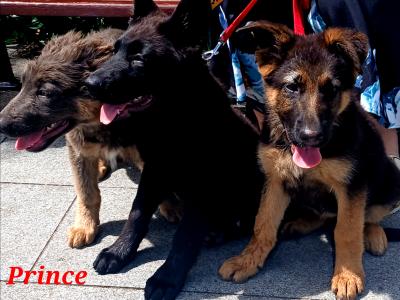 IKC Female German Shepherd Pup