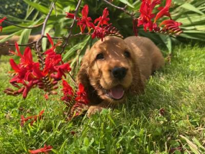 Golden Cocker Spaniel puppies in Cavan