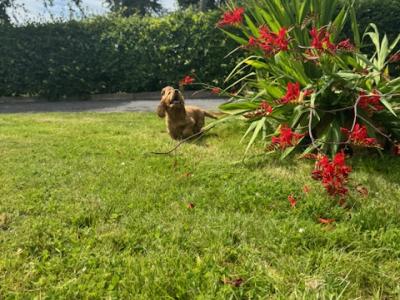 Golden Cocker Spaniel puppies in Cavan