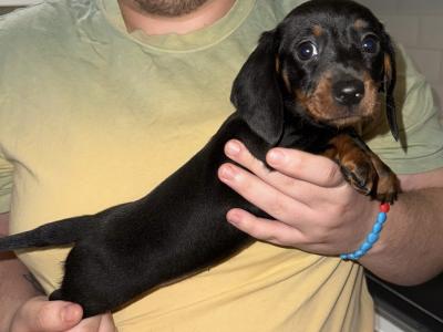 2 female IKC Registered Miniature Dachshund puppies remaining in Dublin