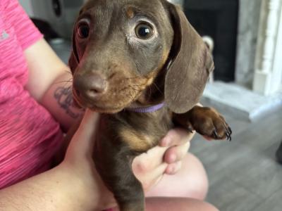 2 female IKC Registered Miniature Dachshund puppies remaining in Dublin