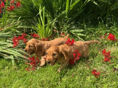 Golden Cocker Spaniel puppies in Cavan