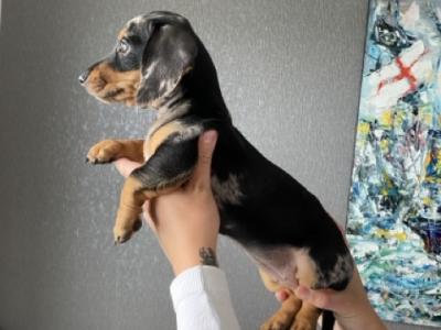 9 Week old miniature Dachshund puppies (IKC Pending) in Cork