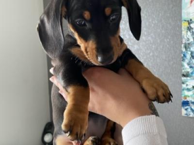 9 Week old miniature Dachshund puppies (IKC Pending) in Cork