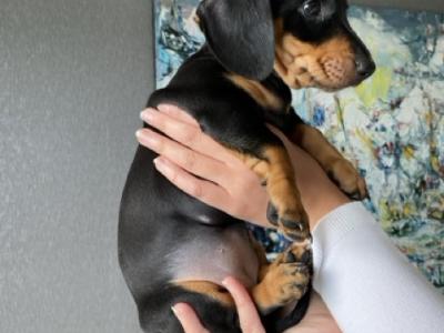 9 Week old miniature Dachshund puppies (IKC Pending) in Cork