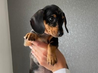 9 Week old miniature Dachshund puppies (IKC Pending) in Cork