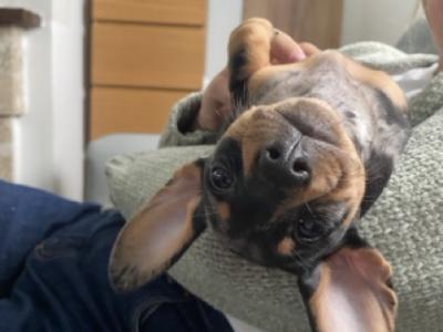 9 Week old miniature Dachshund puppies (IKC Pending) in Cork