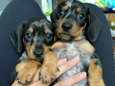 9 Week old miniature Dachshund puppies (IKC Pending) in Cork