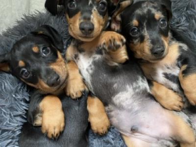 9 Week old miniature Dachshund puppies (IKC Pending) in Cork