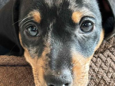 9 Week old miniature Dachshund puppies (IKC Pending) in Cork
