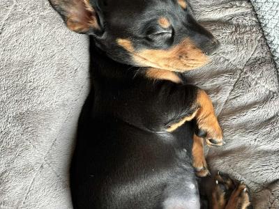 9 Week old miniature Dachshund puppies (IKC Pending) in Cork
