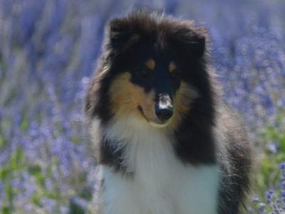 IKC Registered Rough Collie puppies in Dublin - Price On Application