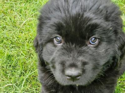Newfoundland pups for sale in Carlow