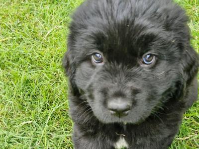 IKC Registered Newfoundland puppies for sale in Carlow