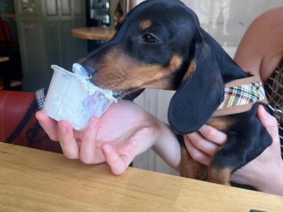 Male Dachshund puppy in Louth – ready for His Forever Home!