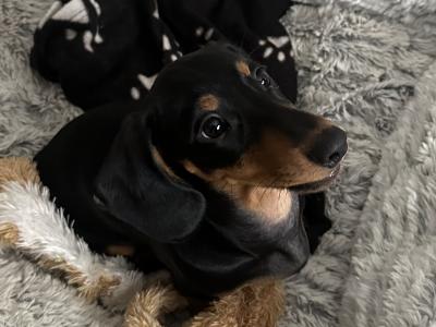 Male Dachshund puppy in Louth – ready for His Forever Home!