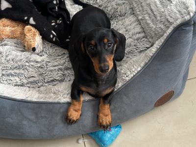 Male Dachshund puppy in Louth – ready for His Forever Home!