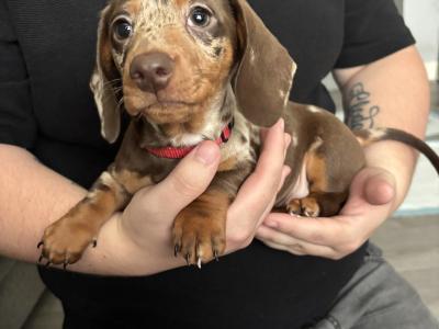 3 female IKC Miniature Dachshund remaining