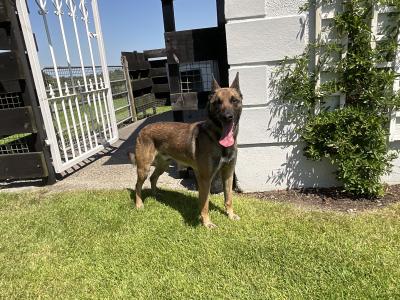 Milo the IKC Reg. Belgian Shepherd / Malinois