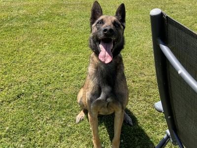Milo the IKC Reg. Belgian Shepherd / Malinois