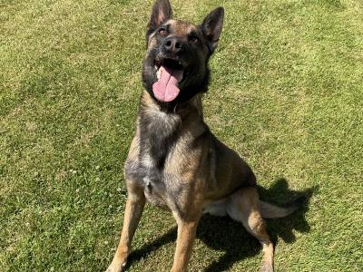 Milo the IKC Reg. Belgian Shepherd / Malinois